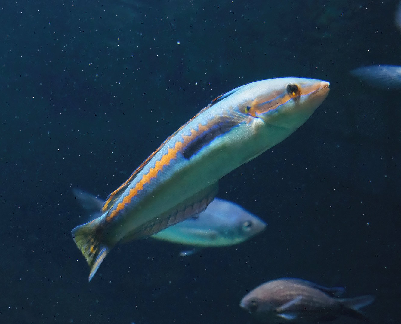 Mediterranean rainbow wrasse (Coris julis), 2022-10-29