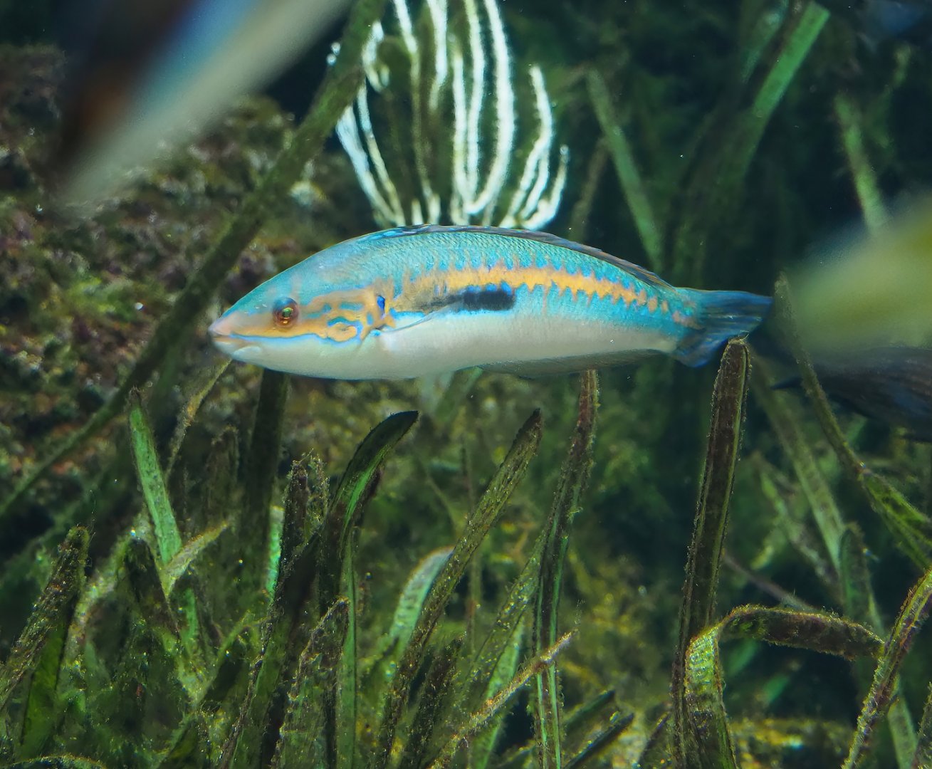 Mediterranean rainbow wrasse (Coris julis), 2024-02-17