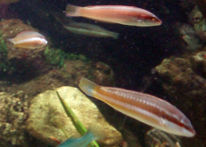 Mediterranean Rainbow Wrasse (Coris julis)