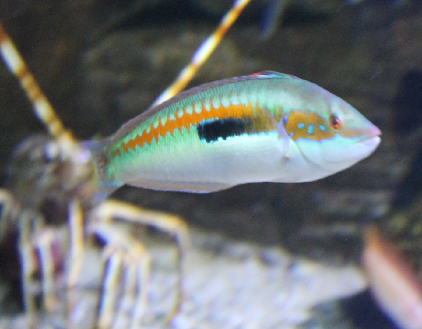 Mediterranean rainbow wrasse - Coris julis