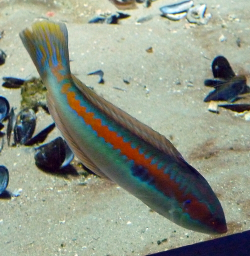 Mediterranean rainbow wrasse (Coris julis)