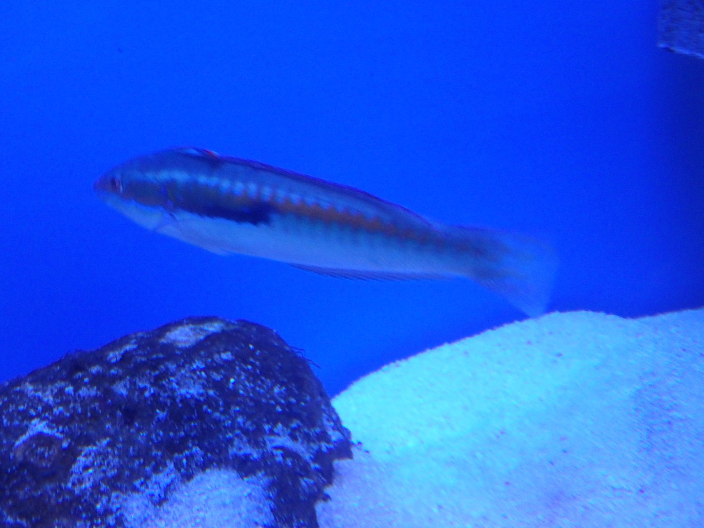 Mediterranean rainbow wrasse