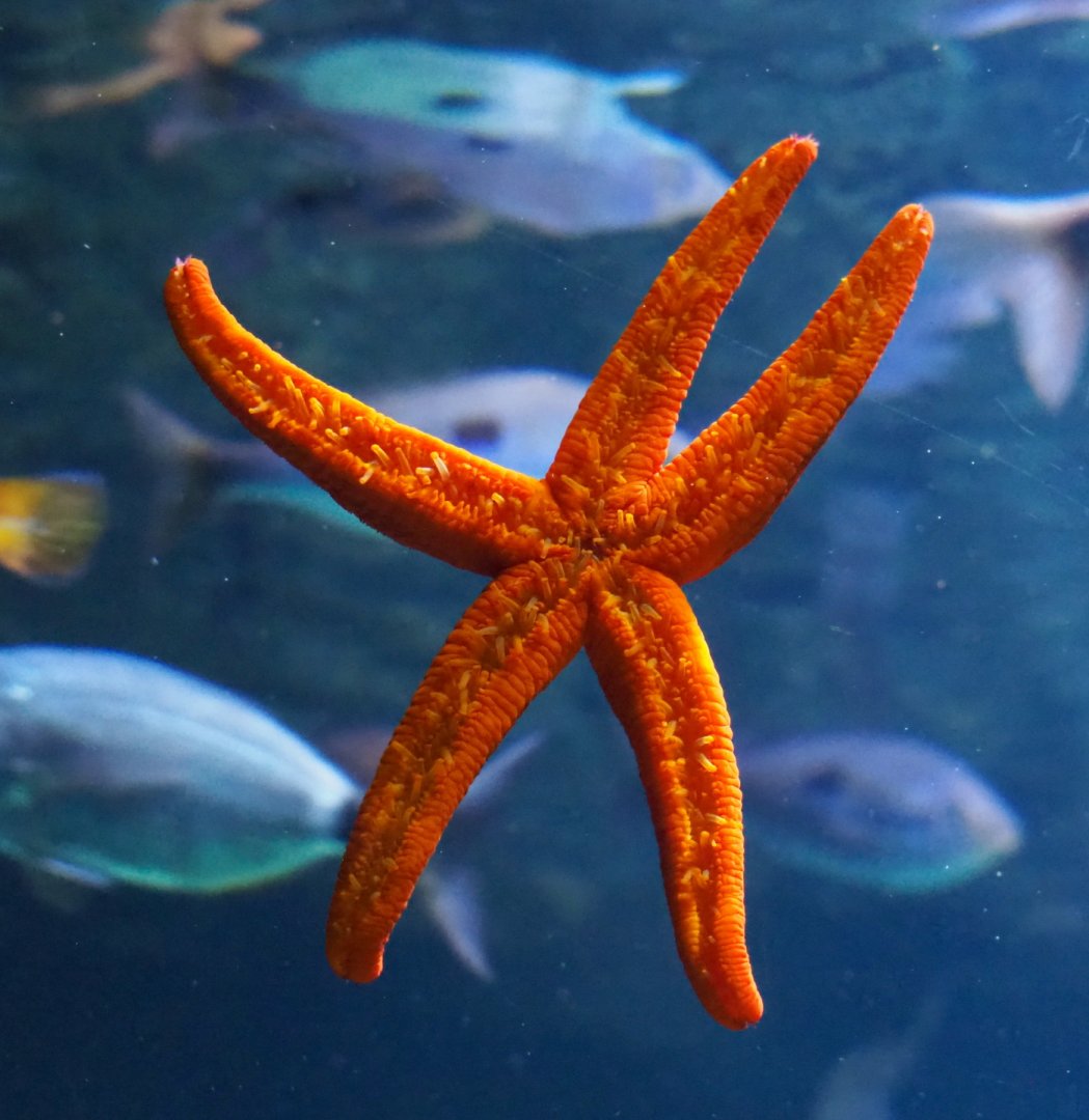 Mediterranean red sea star (Echinaster sepositus),  2021-06-12