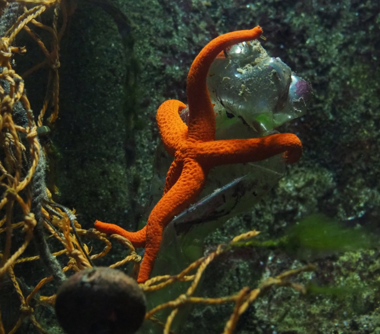 Mediterranean red sea star or Red starfish (Echinaster sepositus), 2019-04-20