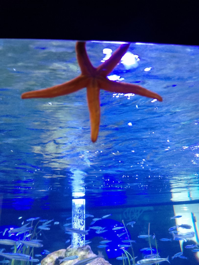 Mediterranean red starfish
