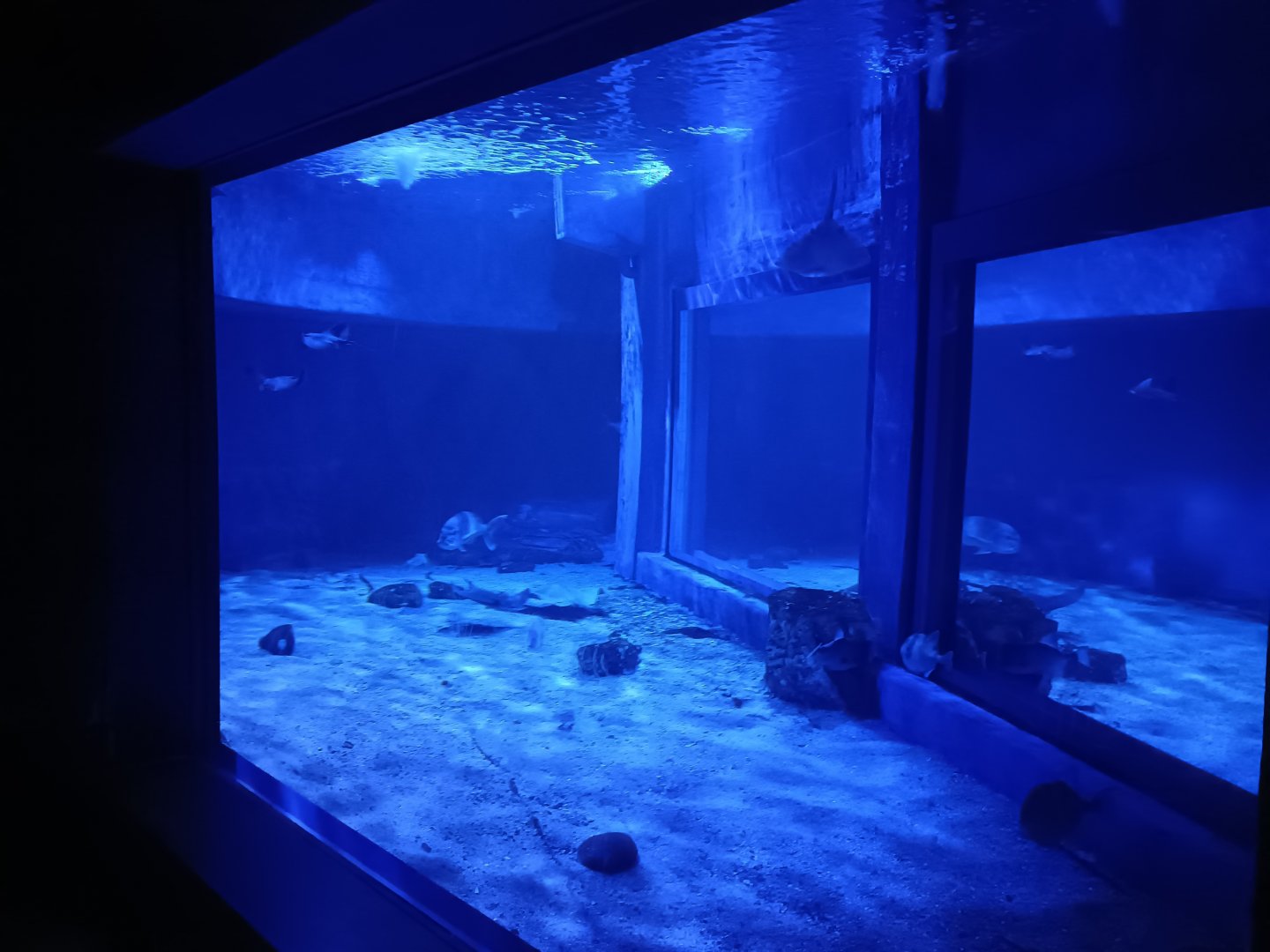 Mediterranean sea aquarium - Centro de visitantes Ses Salines