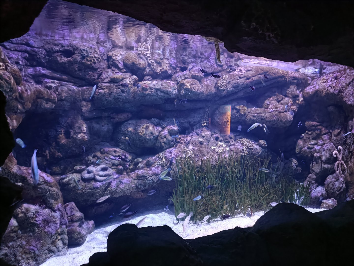 Mediterranean sea aquarium - Centro de visitantes Ses Salines