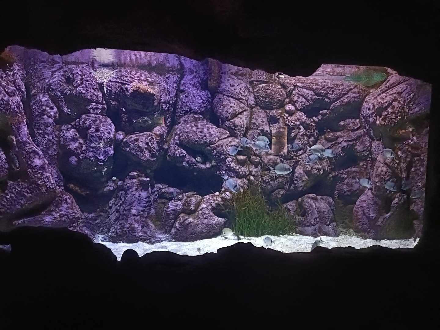 Mediterranean sea aquarium - Centro de visitantes Ses Salines