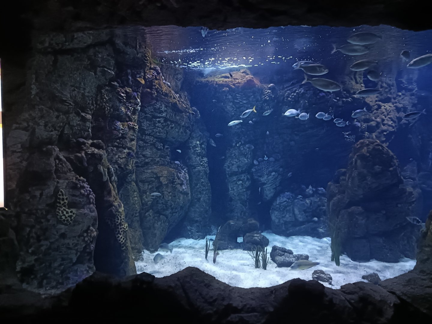 Mediterranean sea aquarium - Centro de visitantes Ses Salines