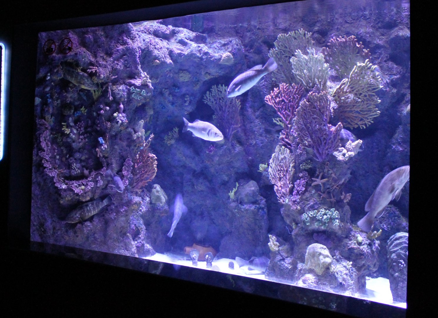 Mediterranean Sea - aquarium