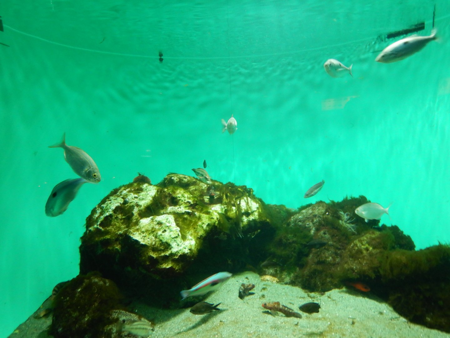 Mediterranean Sea Tank