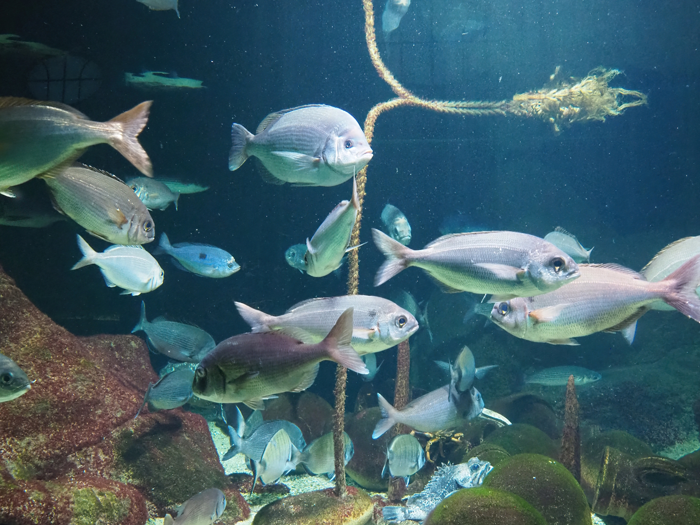 Mediterranean seabreams, 2022-10-29