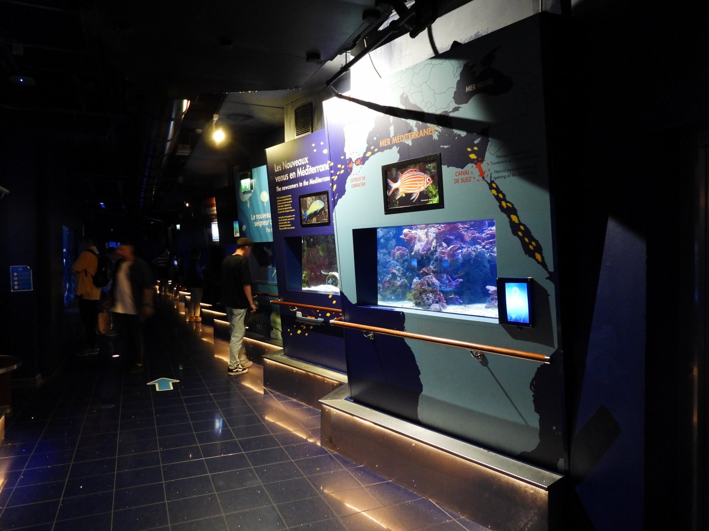 Mediterranean section