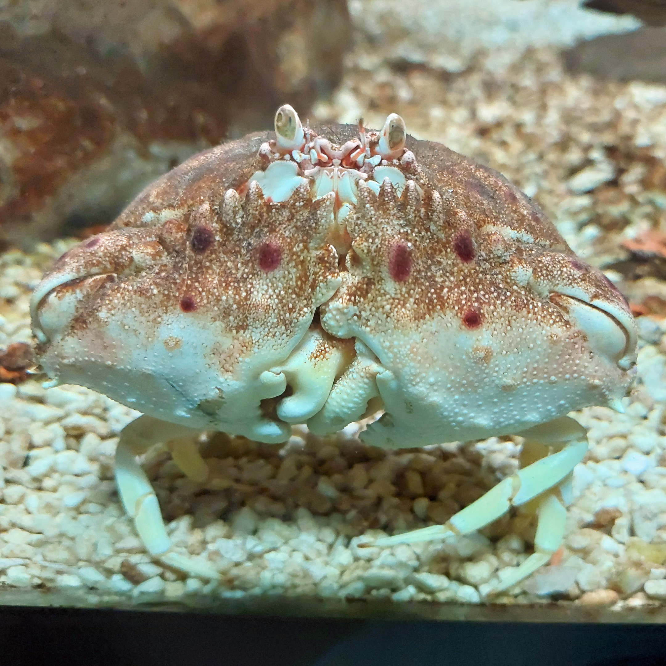 Mediterranean shame-faced crab (Calappa granulata)