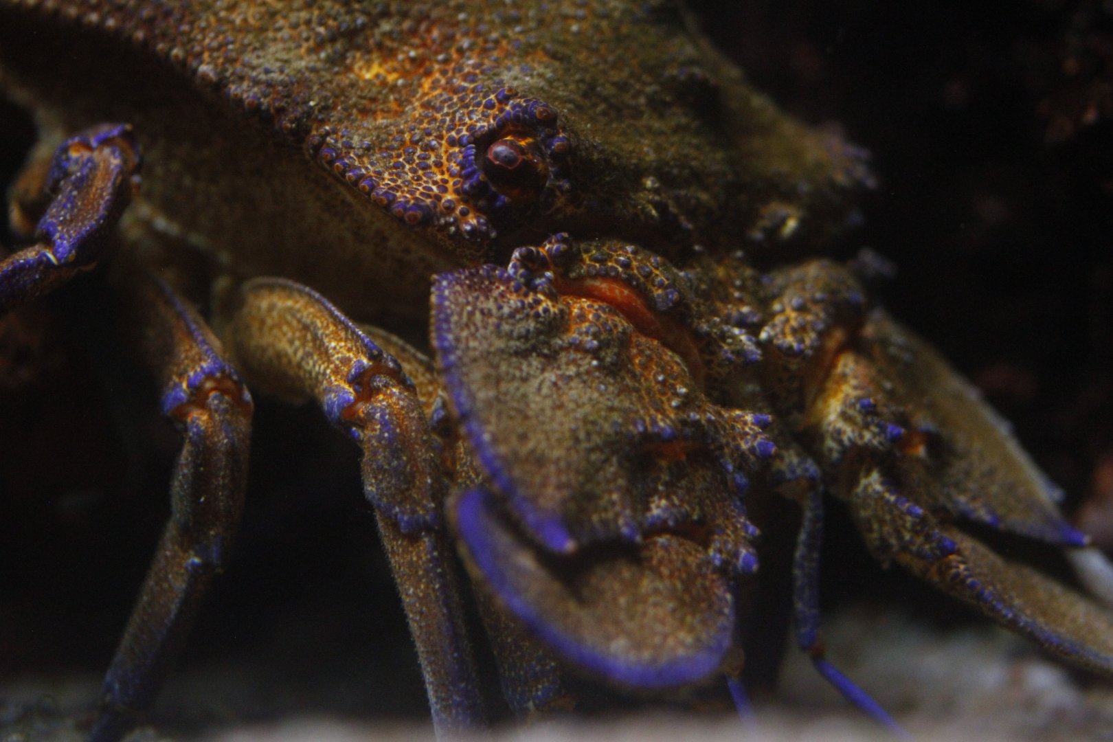 Mediterranean slipper lobster (Scyllarides latus)