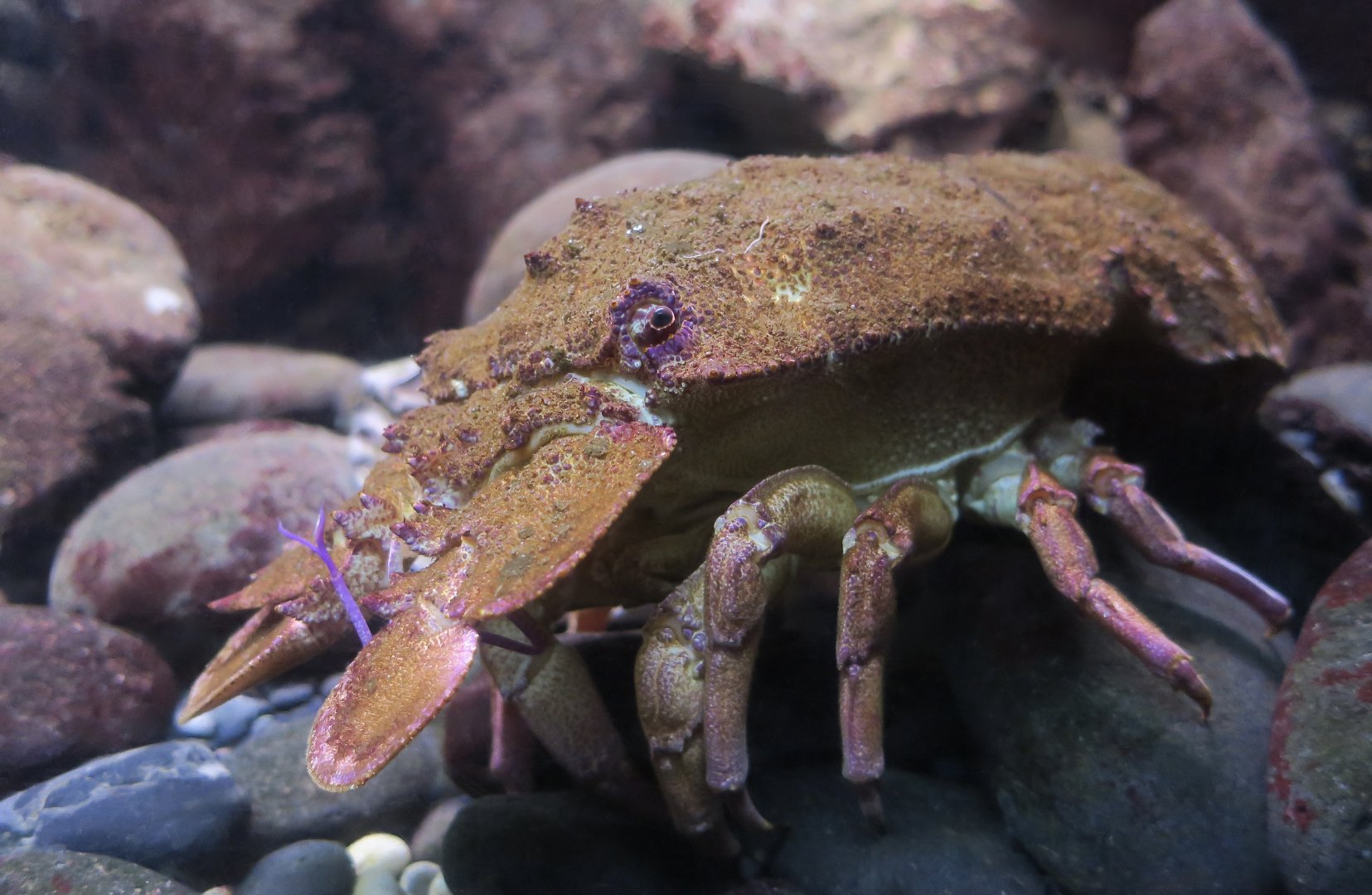 Mediterranean Slipper Lobster (Scyllarides latus)