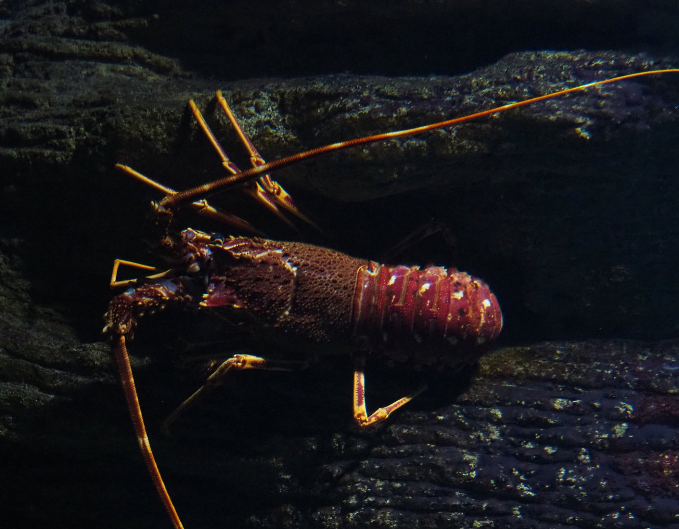 Mediterranean spiny lobster (Palinurus elephas), 2019-12-30