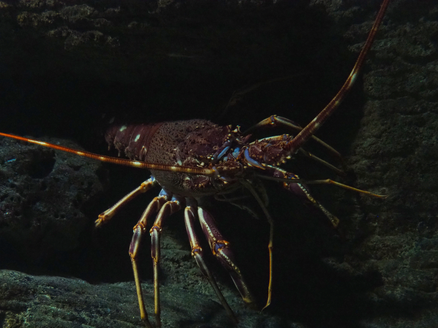 Mediterranean spiny lobster (Palinurus elephas), 2020-05-24