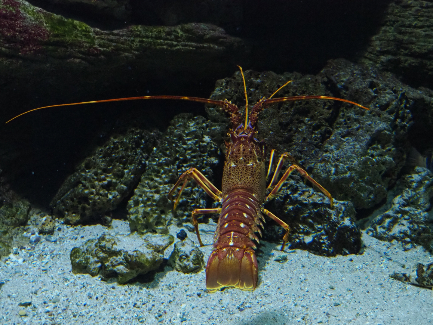 Mediterranean spiny lobster (Palinurus elephas), Feb 27th, 2019