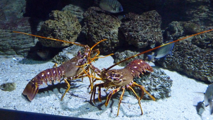 Mediterranean spiny lobster (Palinurus elephas) pair