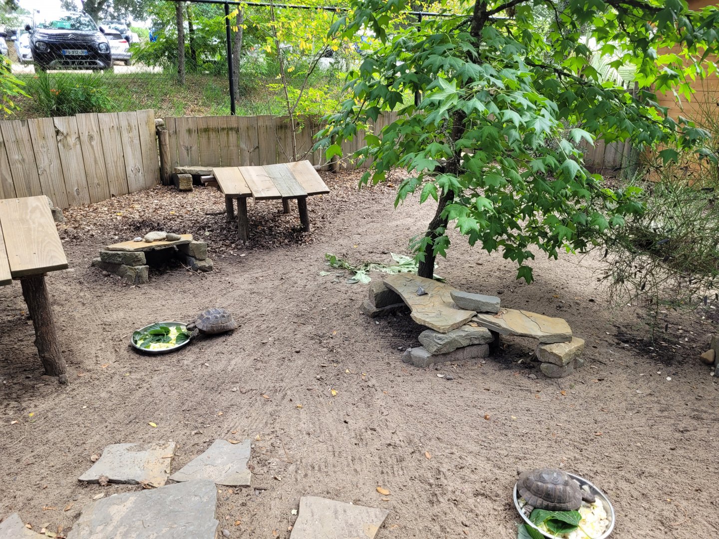 Mediterranean spur-thighed tortoise exhibit -Zoo de Labenne (2024)