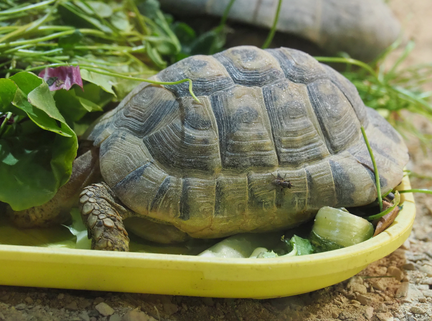 Mediterranean spur-thighed tortoise (Testudo graeca graeca), 2020-09-02