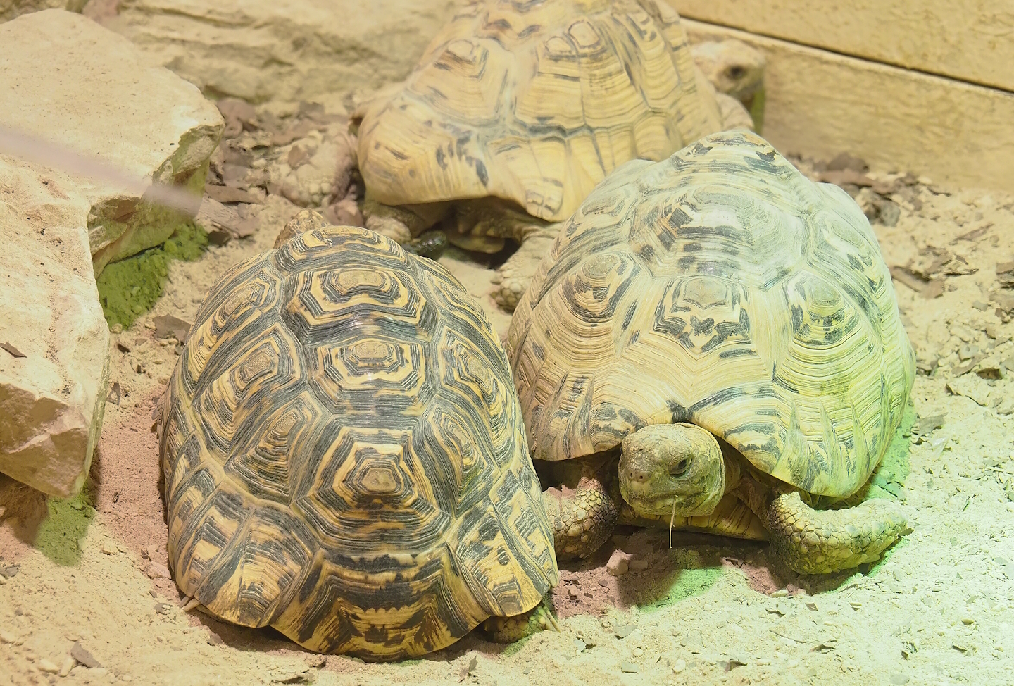 Mediterranean spur-thighed tortoise (Testudo graeca graeca) and Leopard tortoise (Stigmochelys pardalis), 2023-05-15
