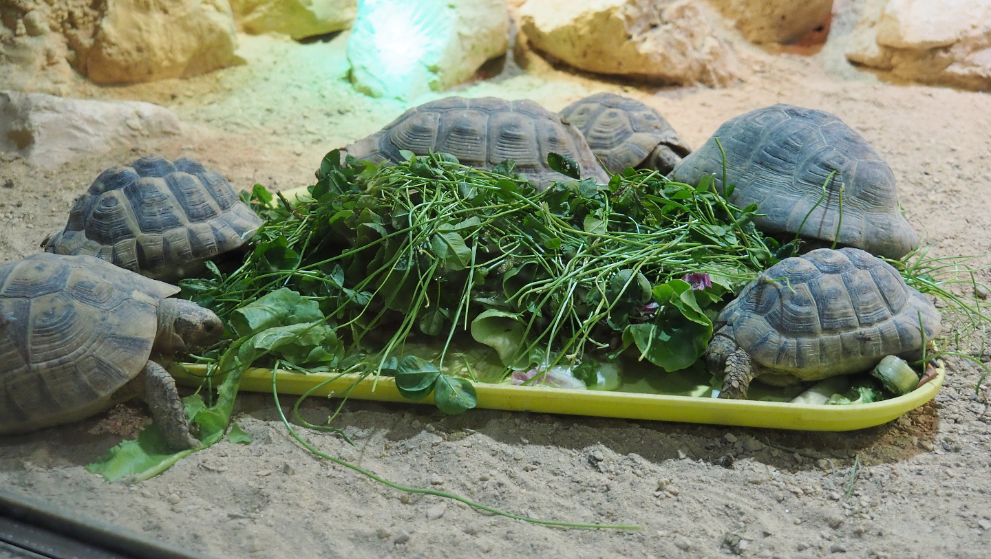 Mediterranean spur-thighed tortoises (Testudo graeca graeca), 2020-09-02