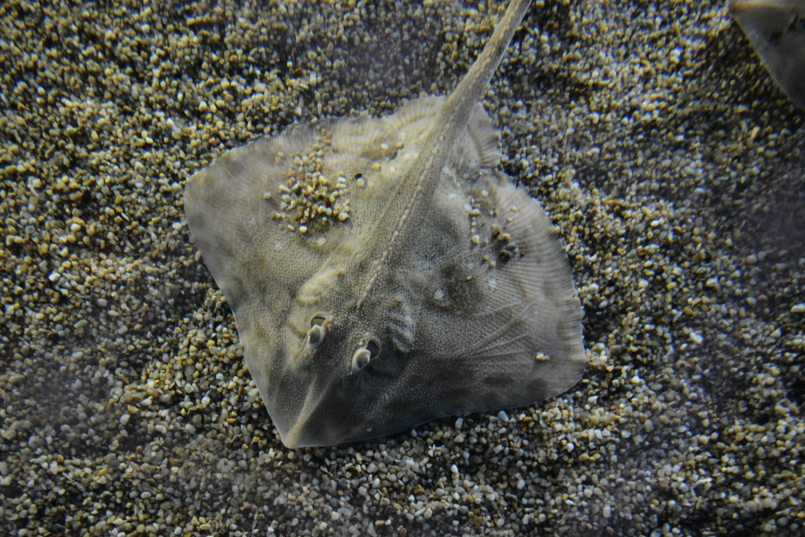 Mediterranean starry ray (Raja asterias)