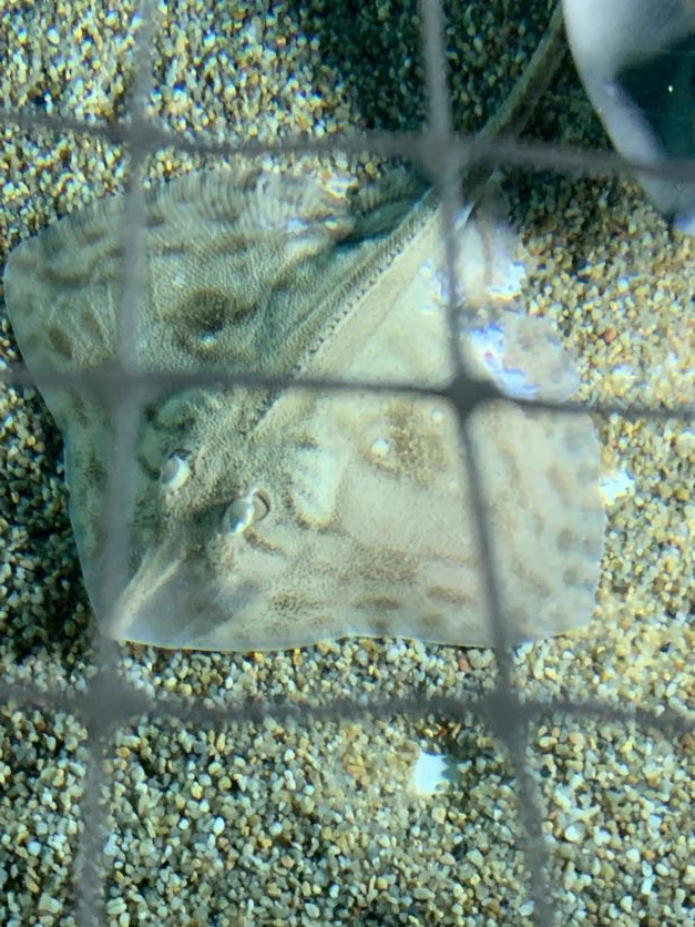 Mediterranean starry ray