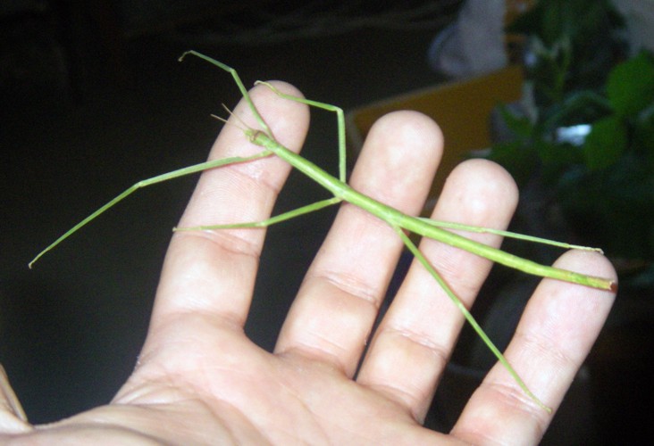 Mediterranean Stick Insect (Bacillus rossius)