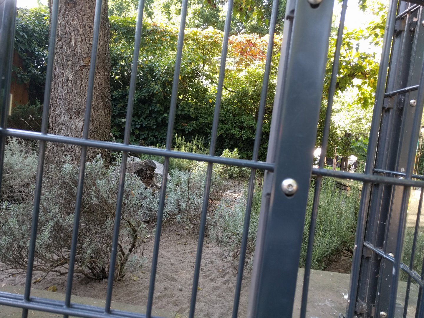 Mediterranean Tortoise Enclosure