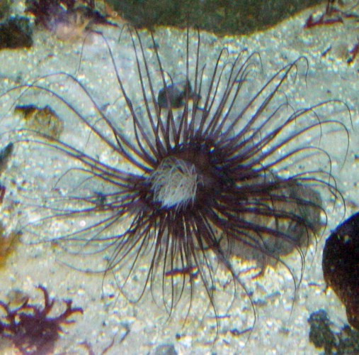Mediterranean Tube Anemone (Cerianthus membranaceus)