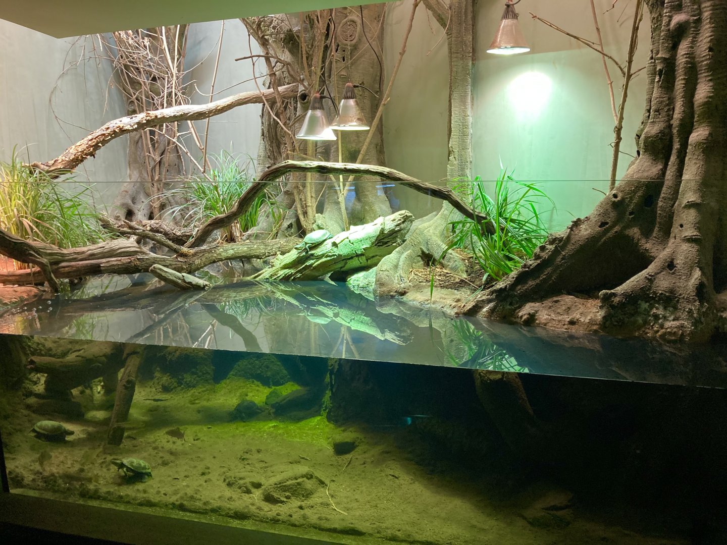 Mediterranean turtle exhibit