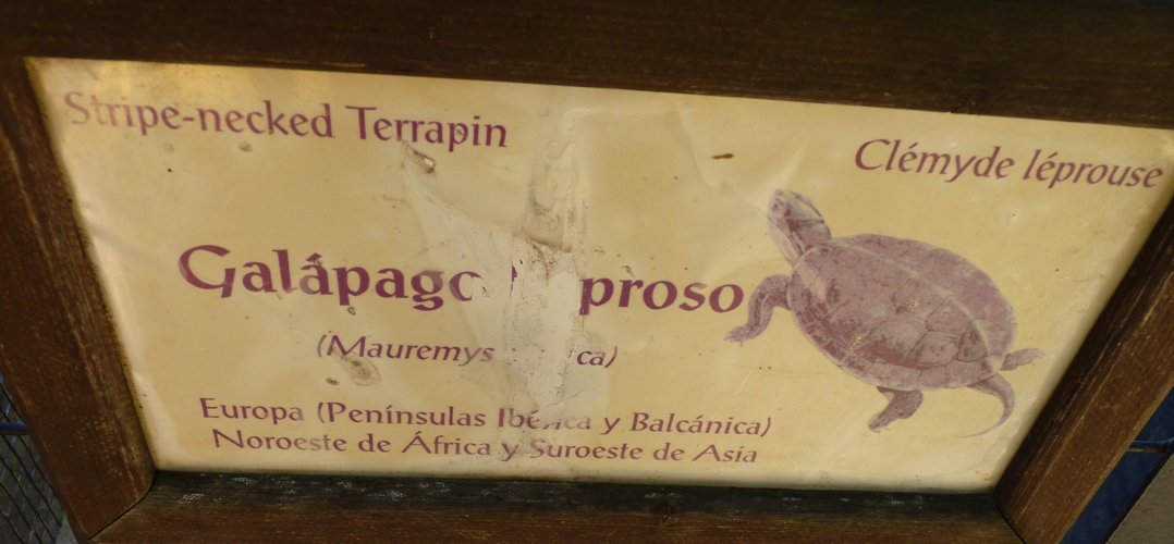 Mediterranean turtle signage