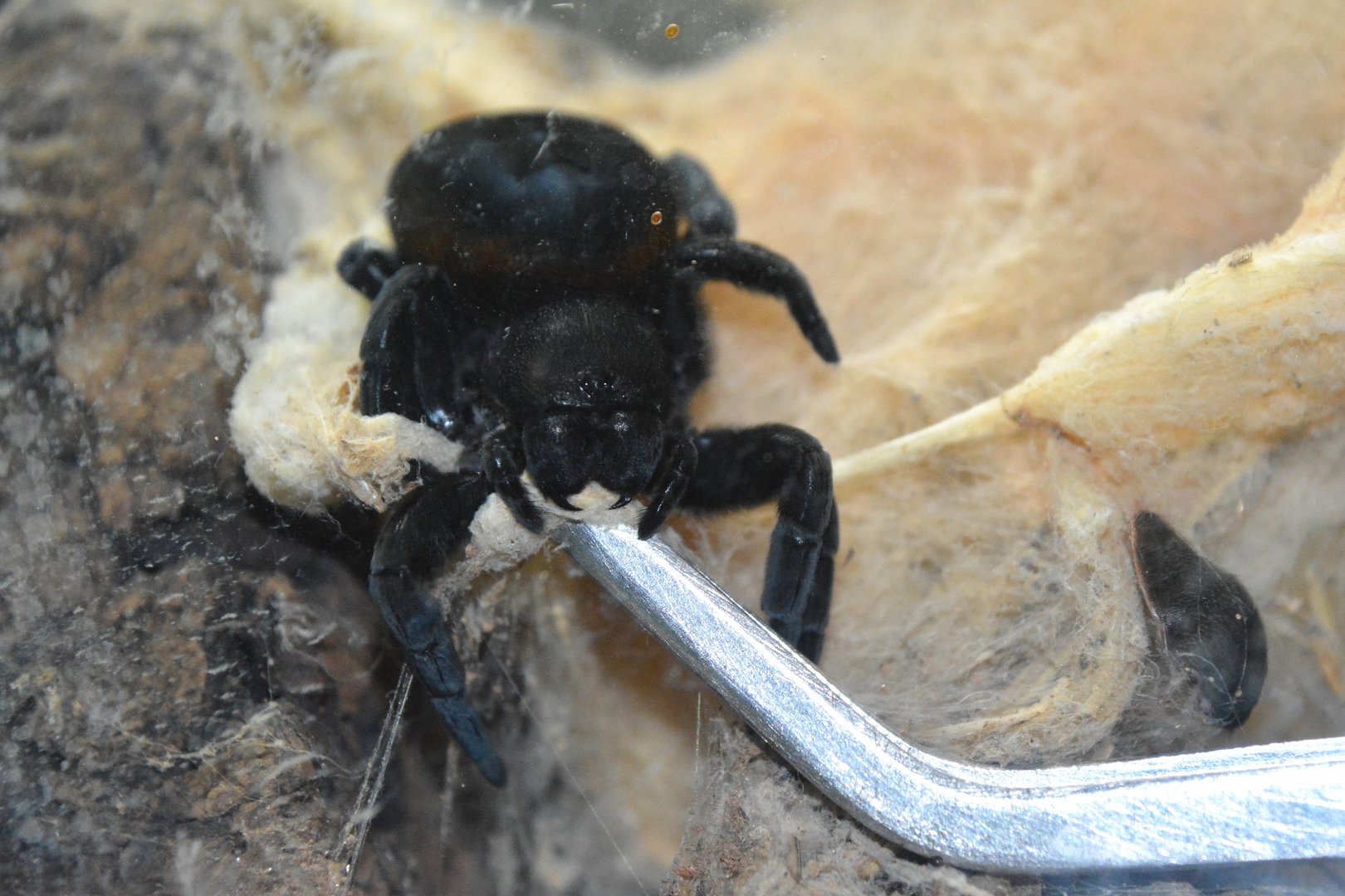 Mediterranean velvet spider (Eresus walckenaeri)