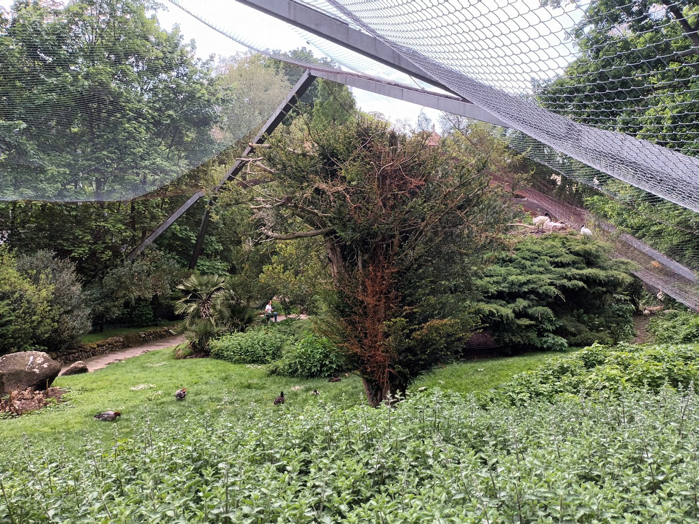 Mediterranean Walkthrough Aviary