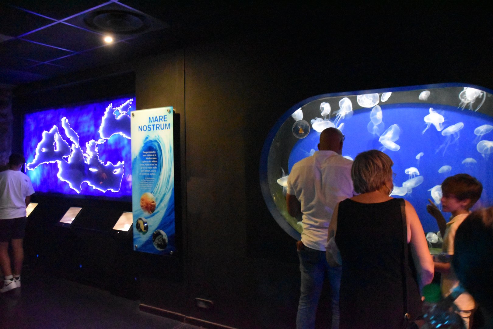 Mediterranean Zone - Moon jelly exhibit and signage