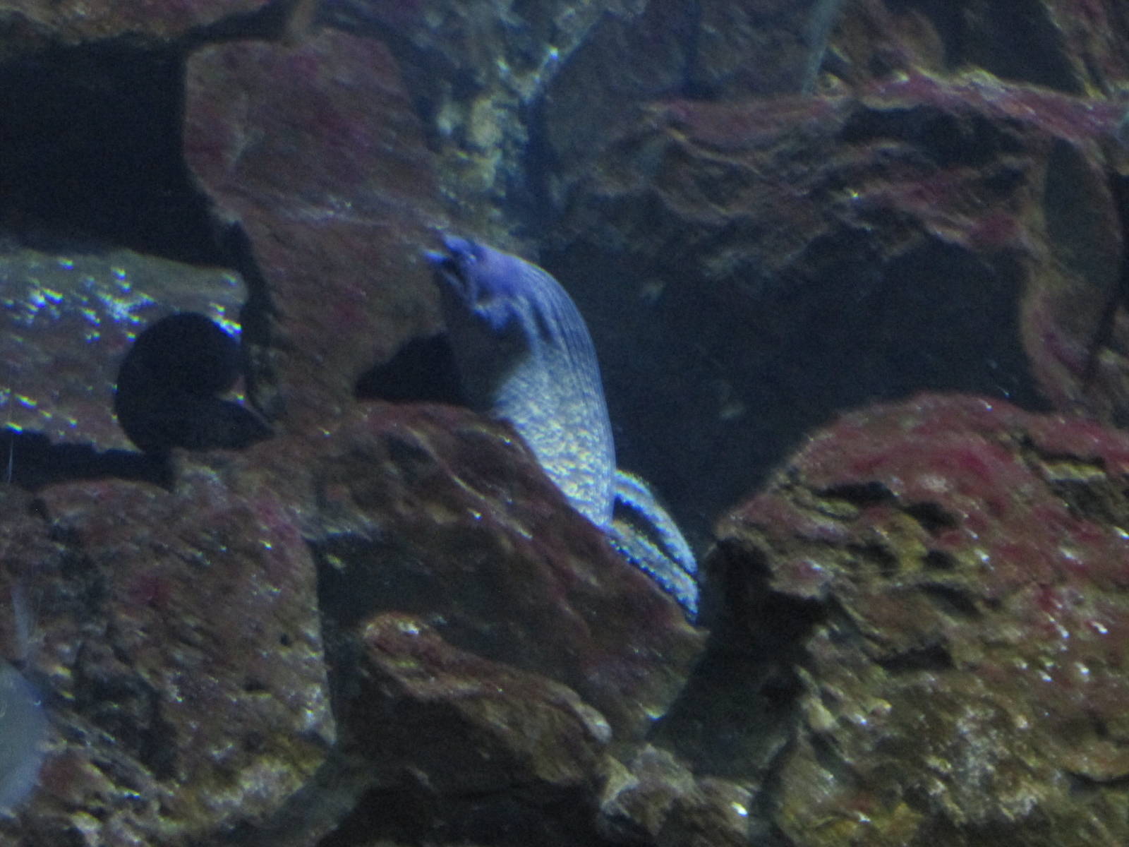 mediterrean moray eel barcelona aquarium