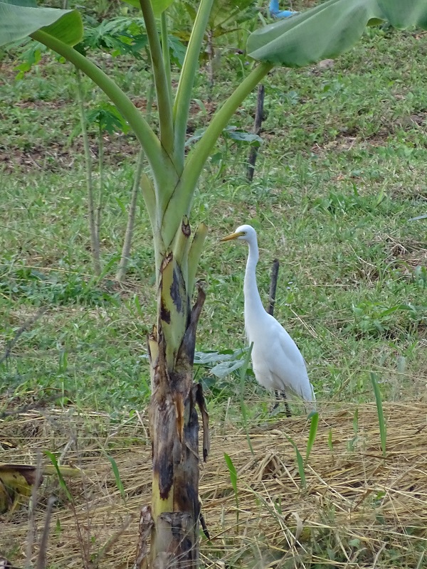 Medium egret (Ardea intermedia)