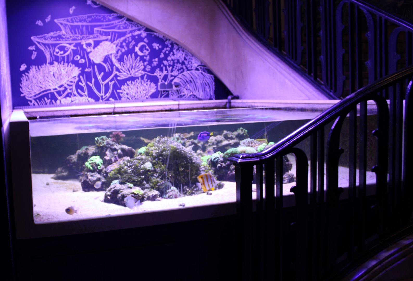 Medium-side reef-aquarium