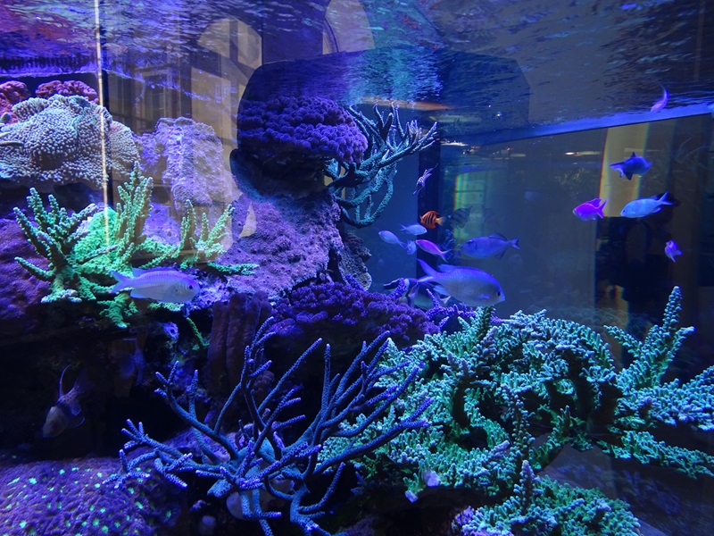 Medium sized coral reef tank