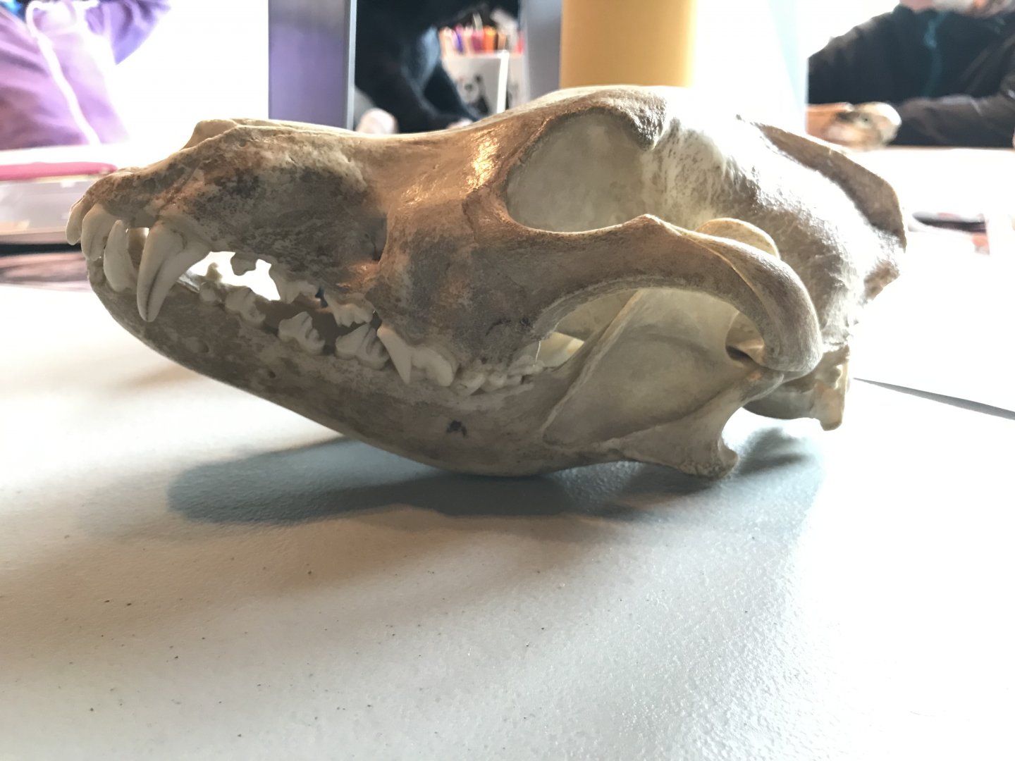 Medium sized dog skull