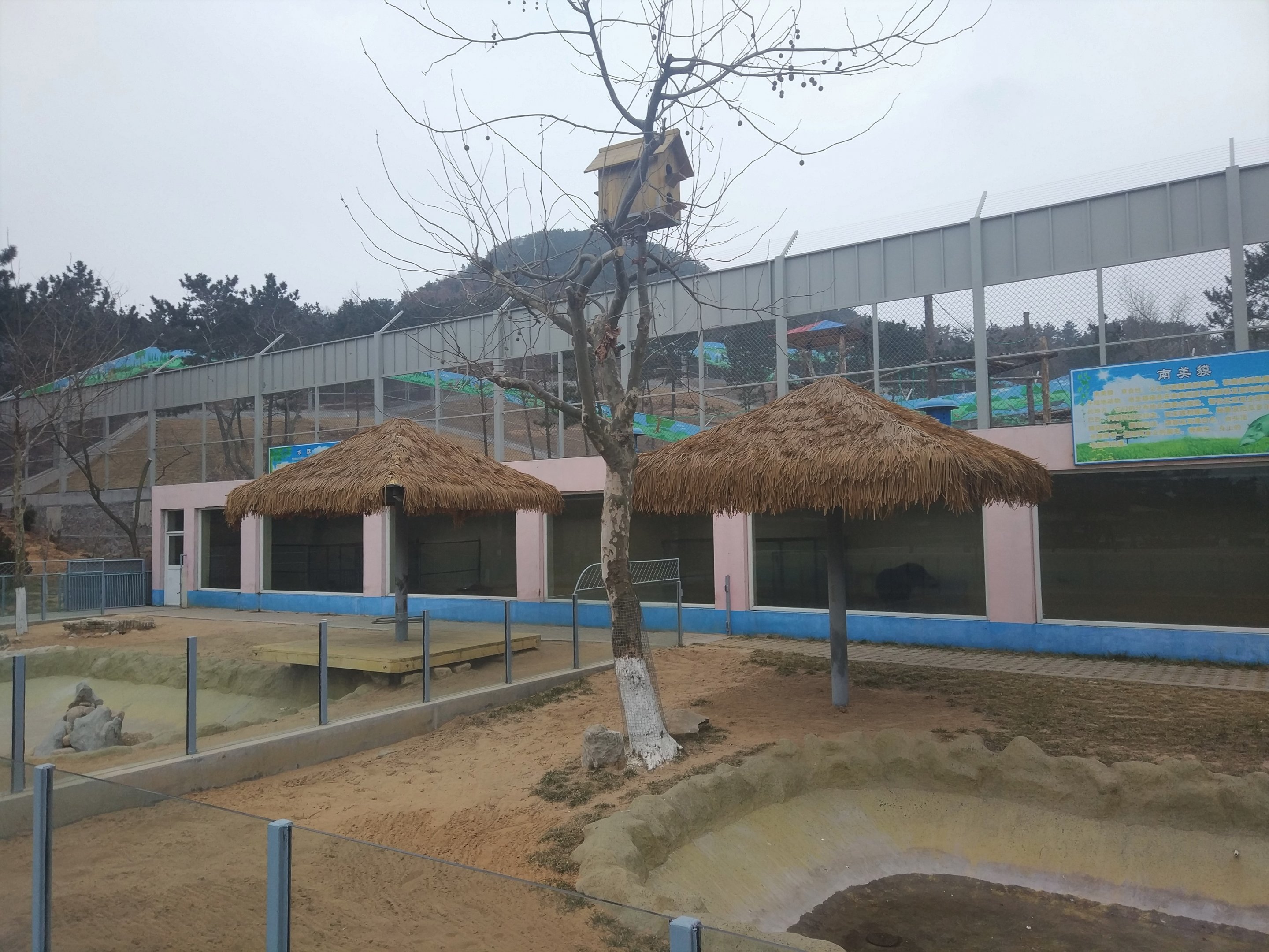 Medium-sized Mammals