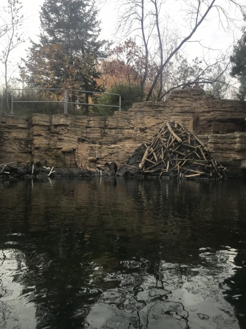 Medtronic Minnesota Trail - American Beaver Exhibit