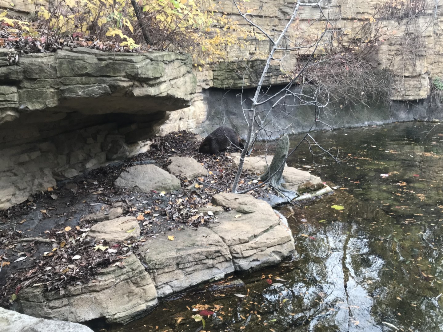 Medtronic Minnesota Trail - American Beaver Exhibit