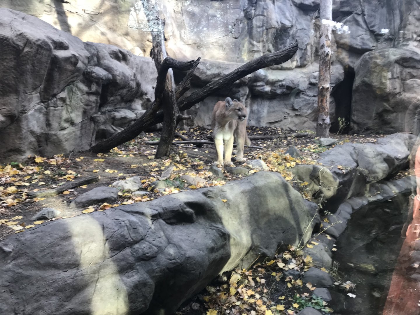 Medtronic Minnesota Trail - Cougar Exhibit