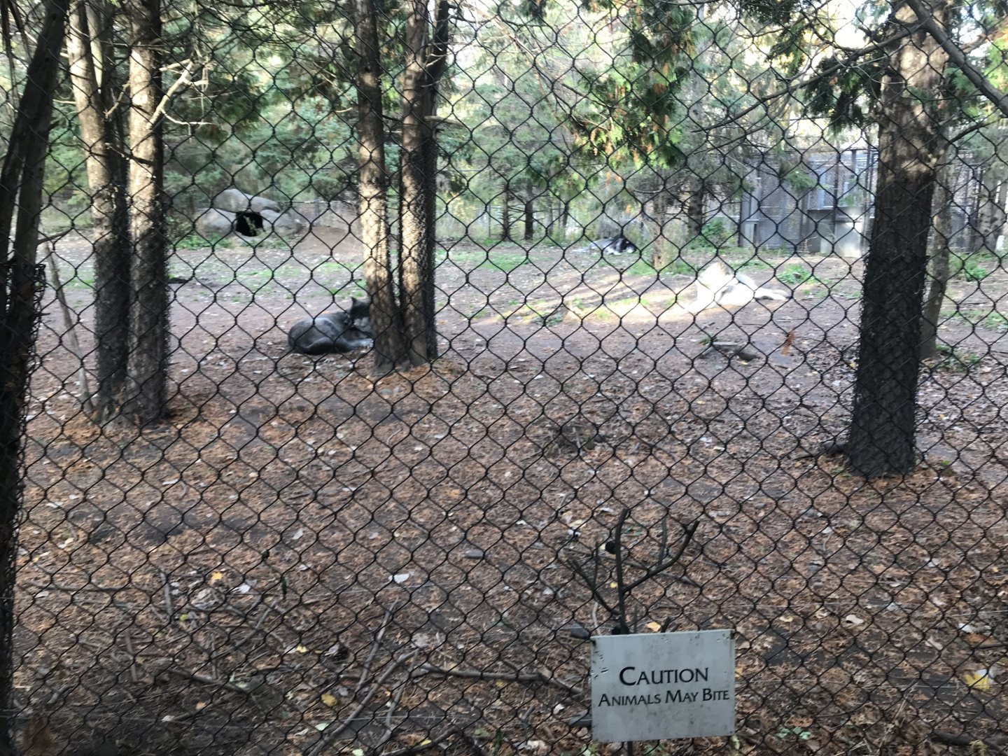 Medtronic Minnesota Trail - Grey Wolf Exhibit
