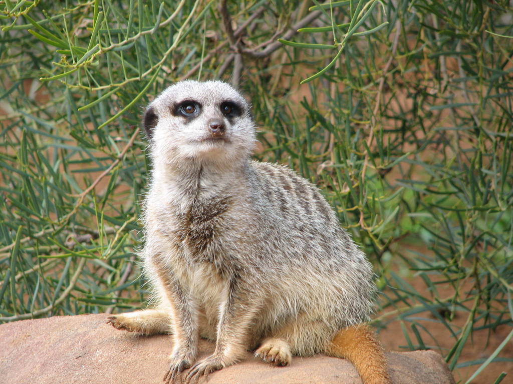Meekat, Monarto Zoo