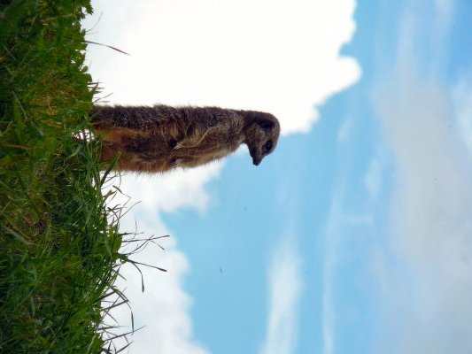 Meercat at Longleat